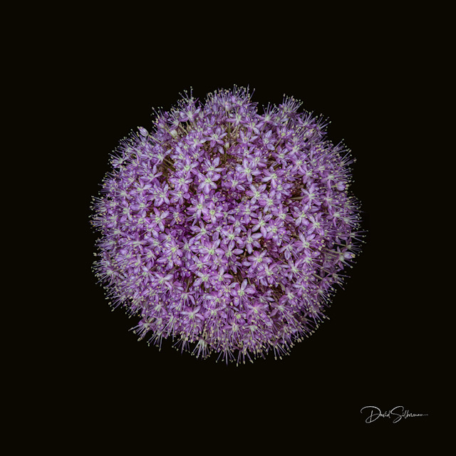Purple Allium