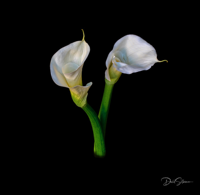 calla lily white