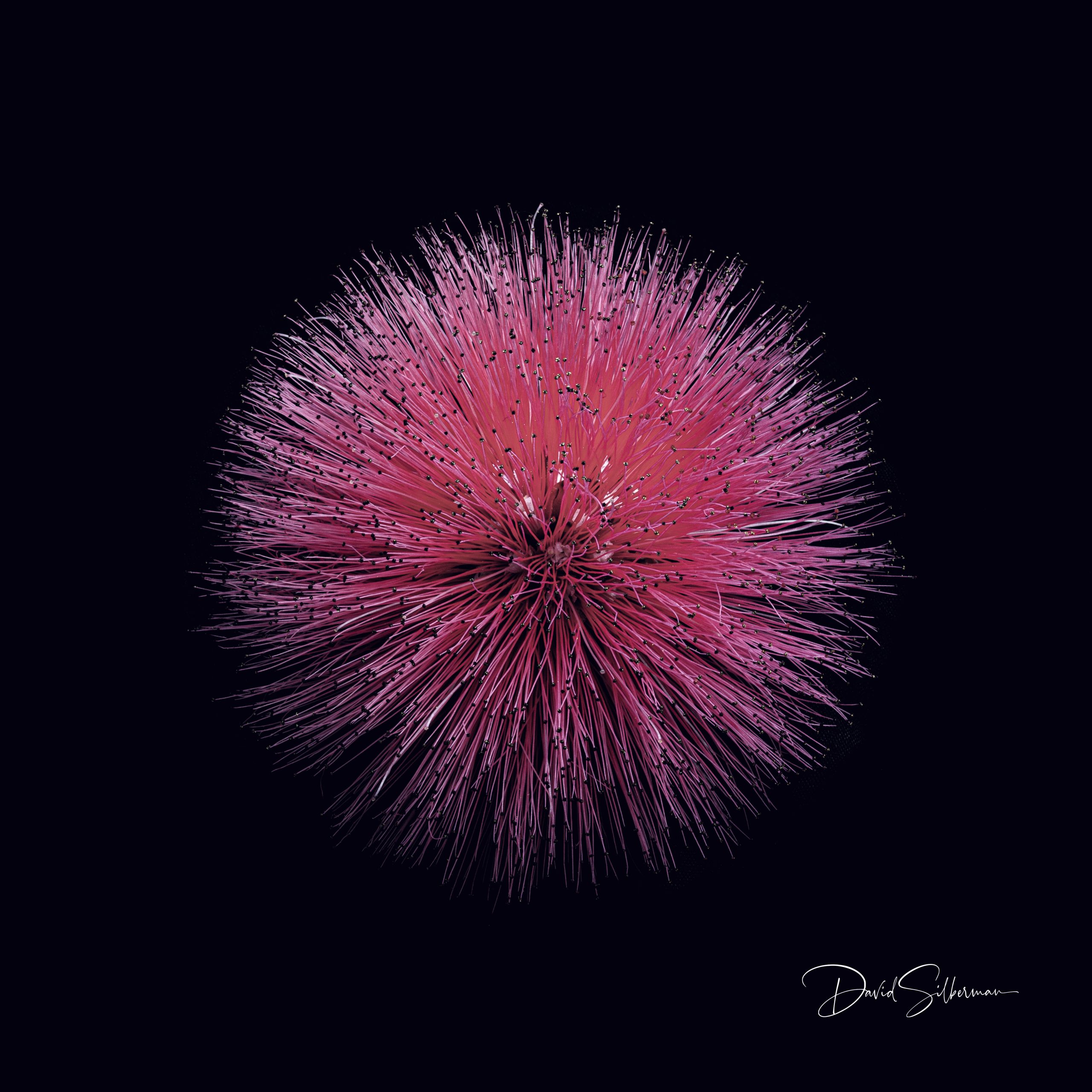 Calliandra Grandiflora