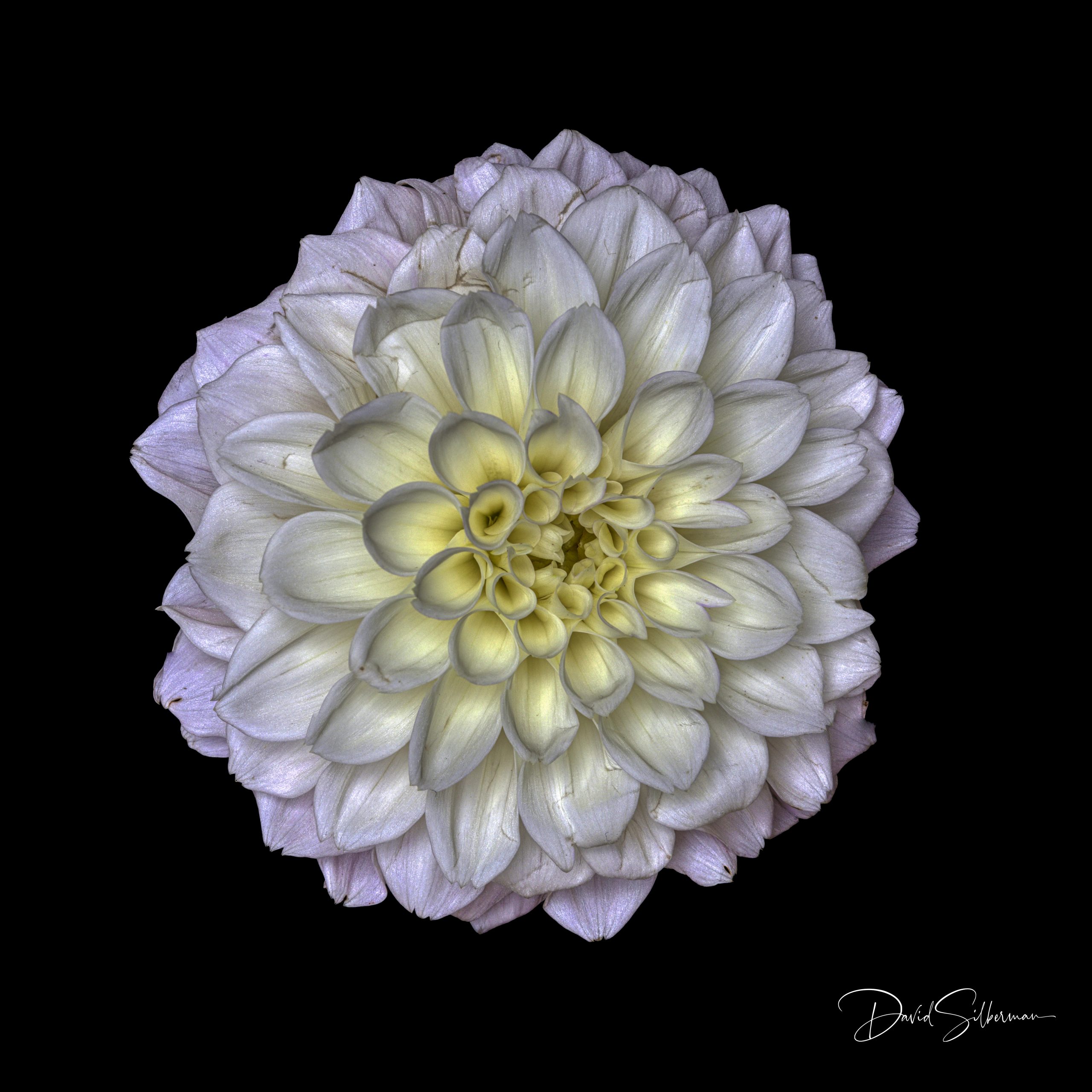 White Dalia