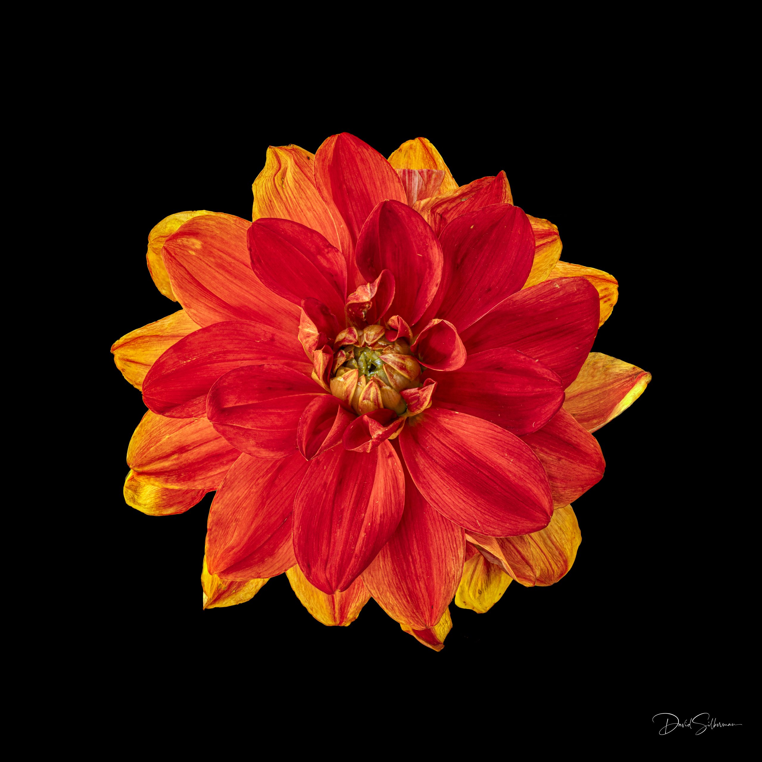 Dahlia Red