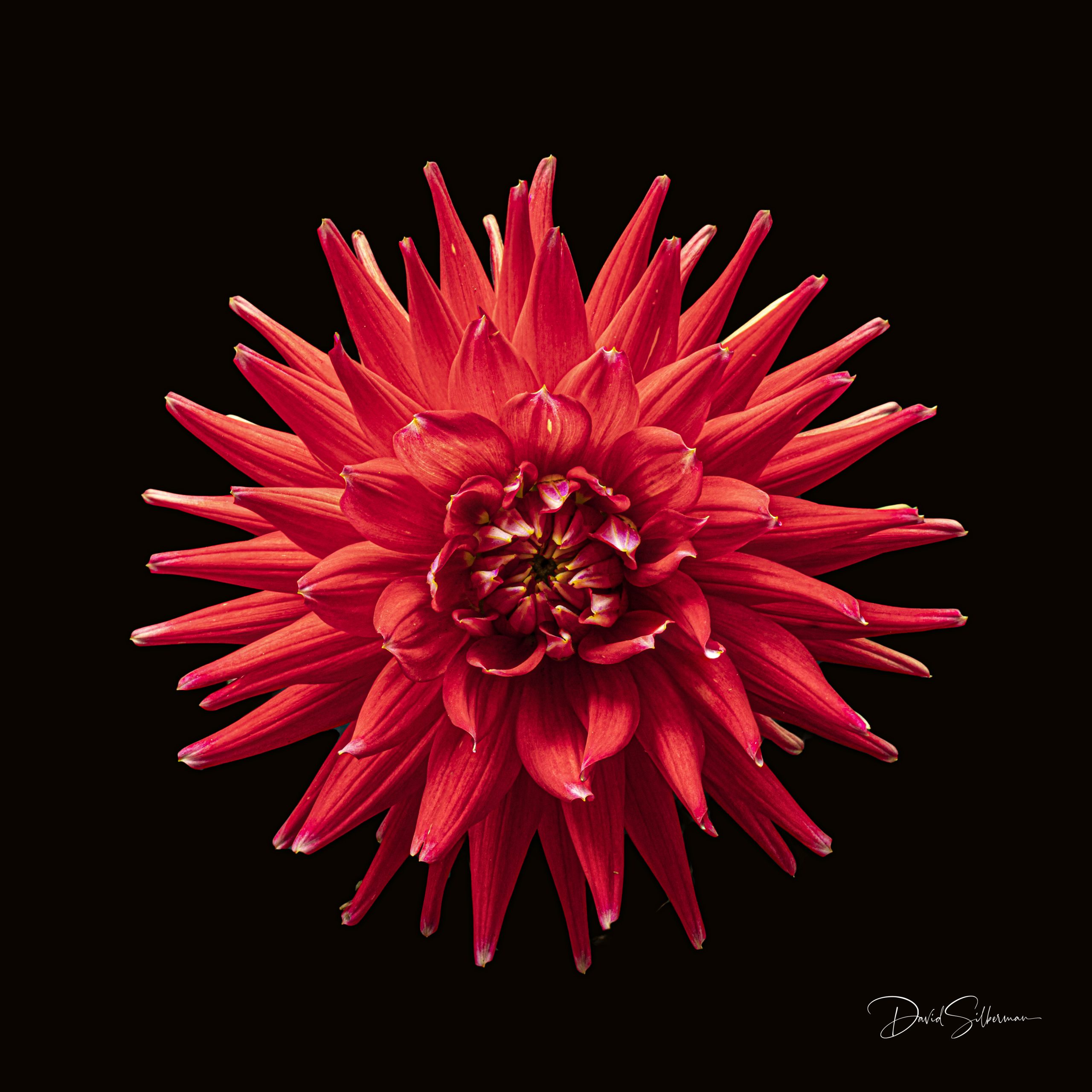 Dahlia Red Star