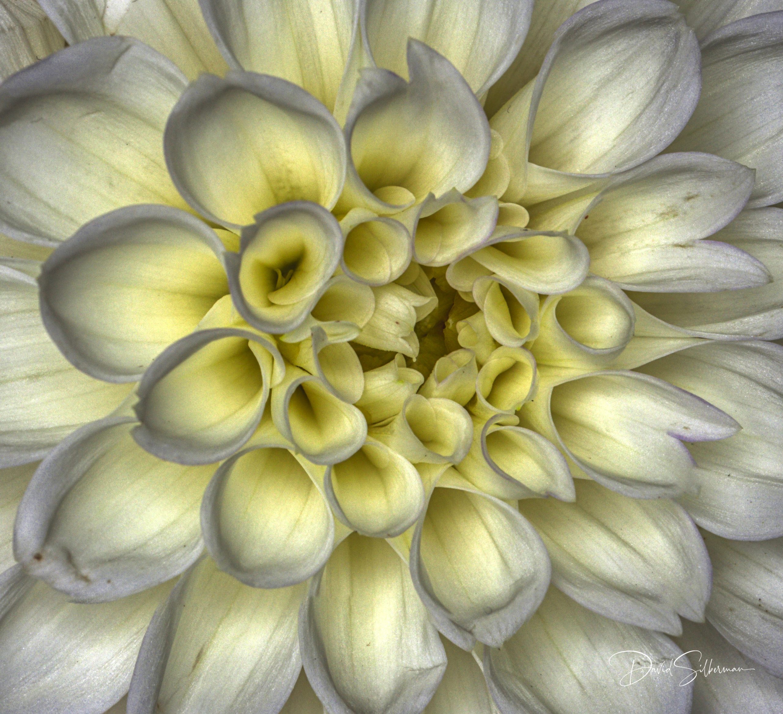 Dahlia Center