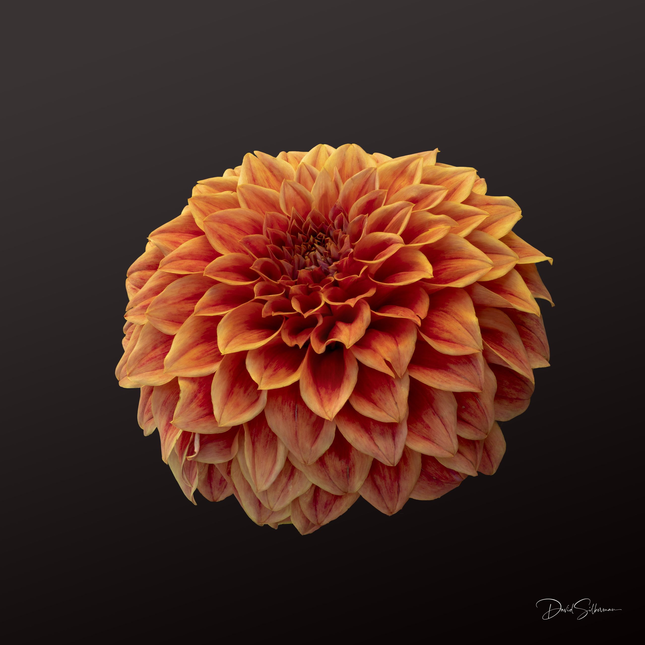 Orange Dahlia