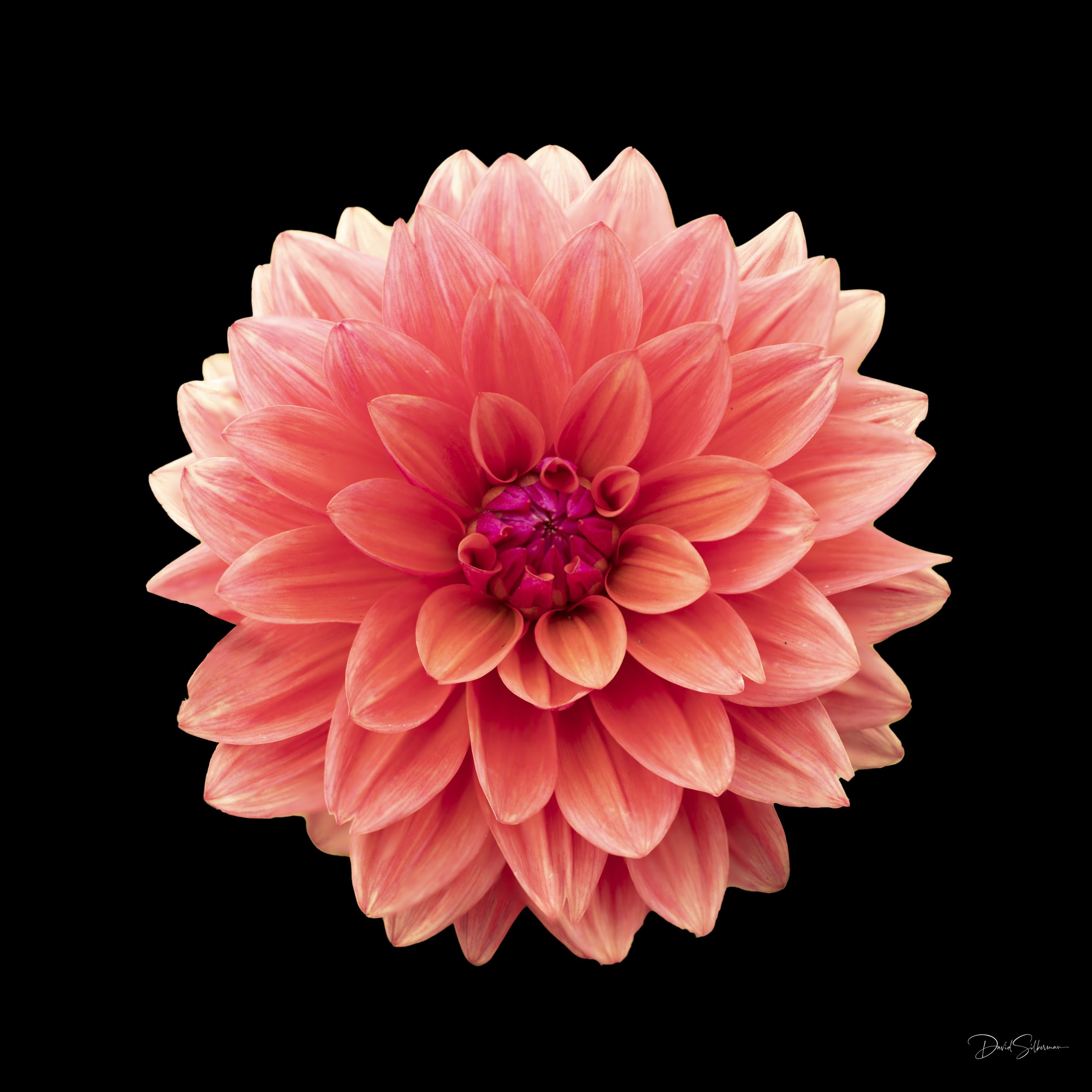 Pink Dahlia