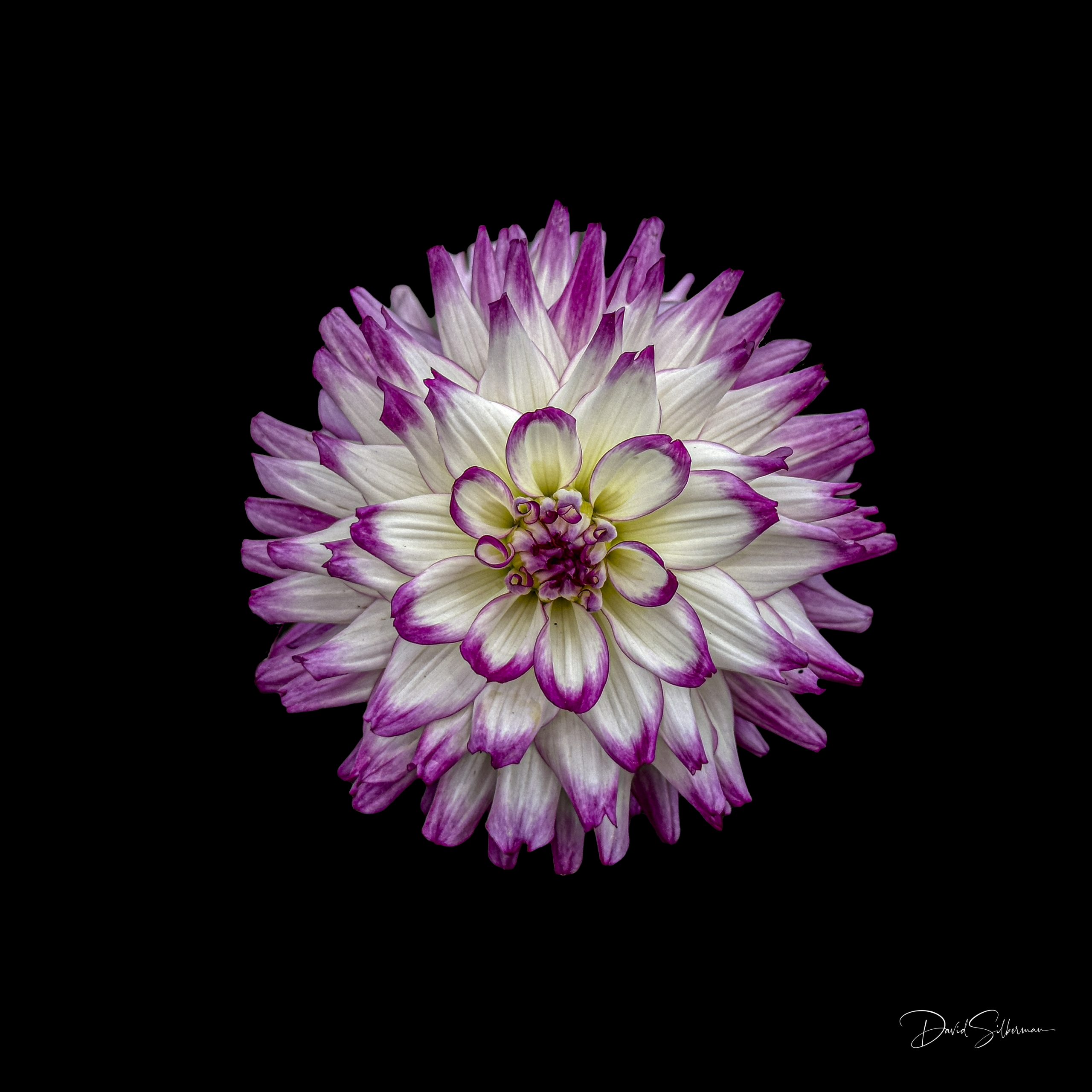 Purple Dahlia