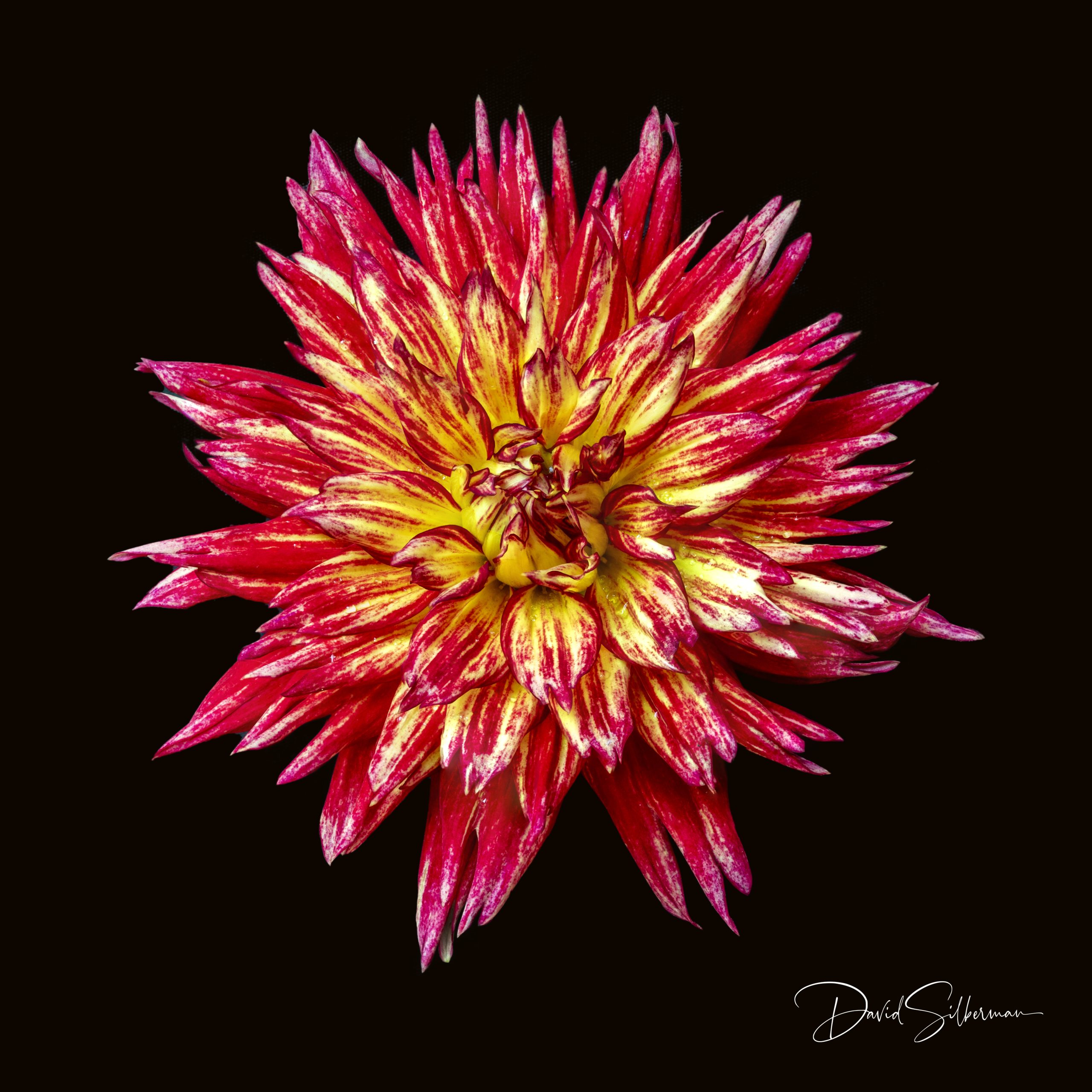 Red and Yellow Dahlia