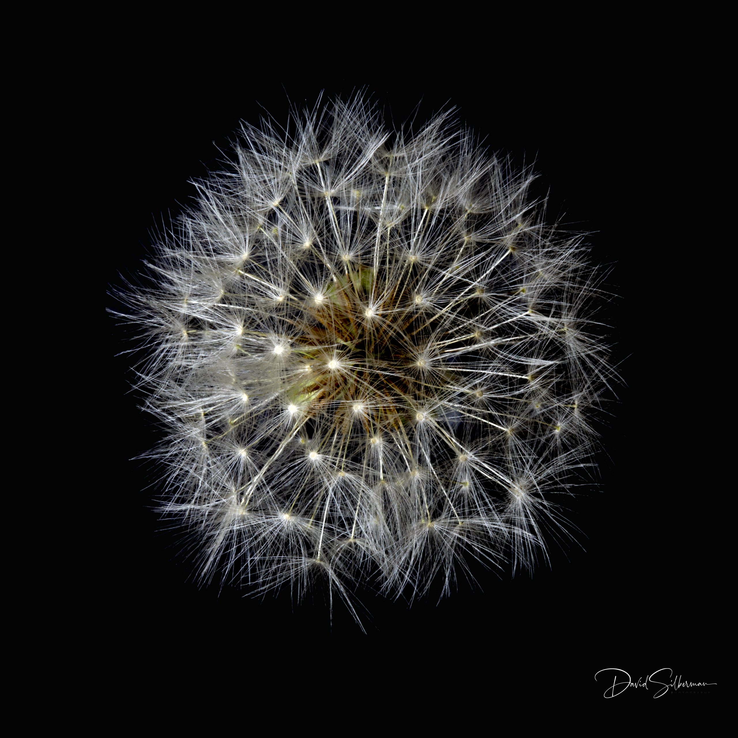 Dandelion
