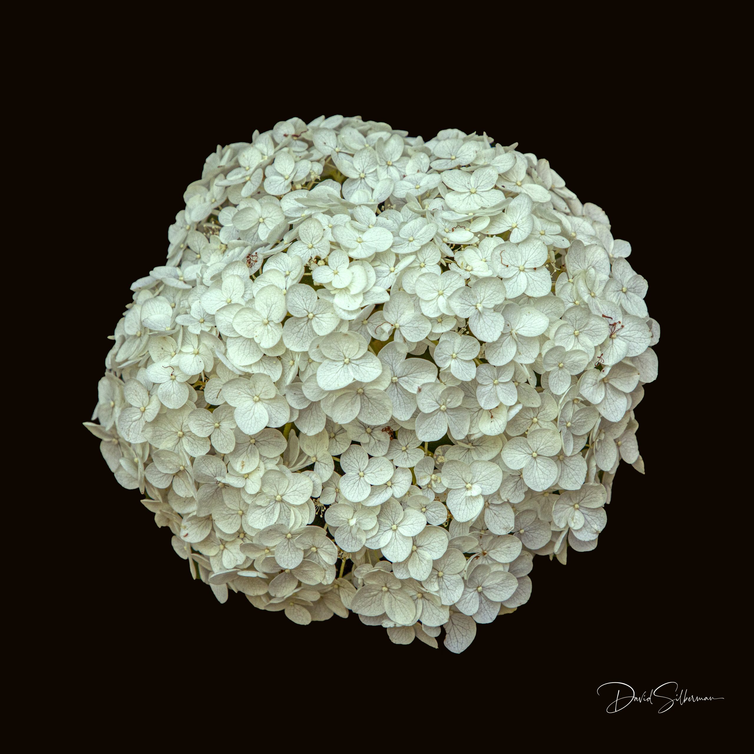 White Hydrangea