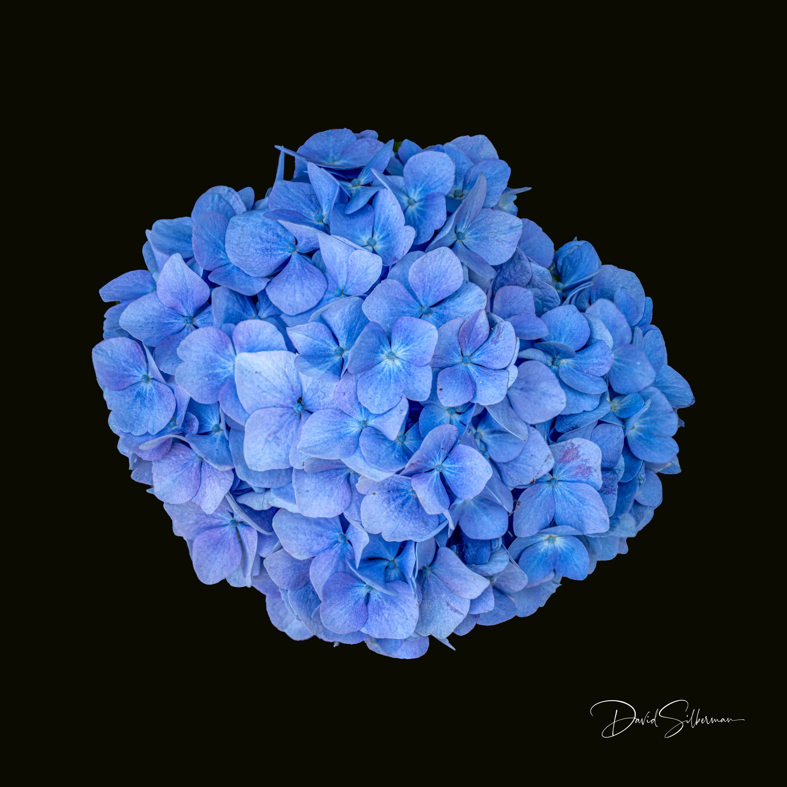 Blue Hydrangea