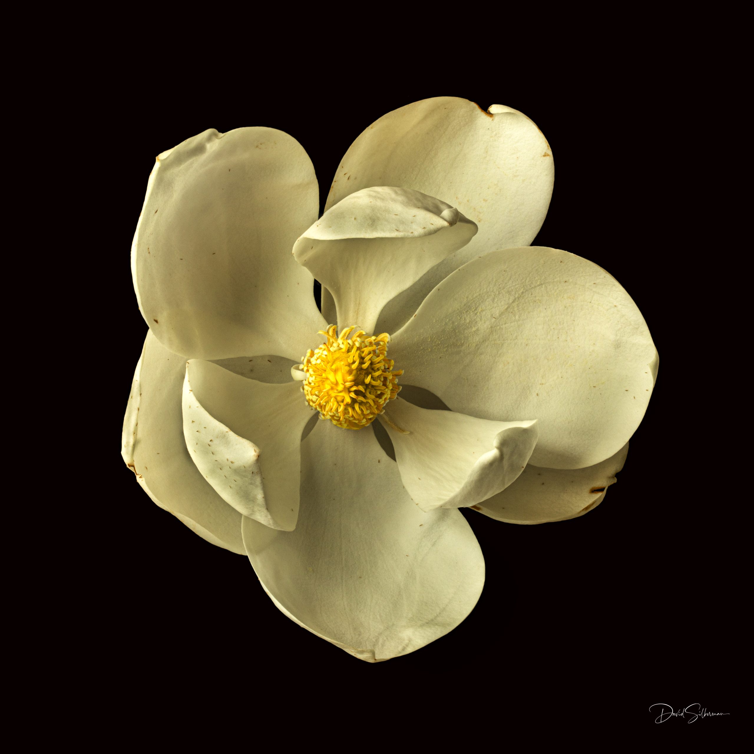 Magnolia