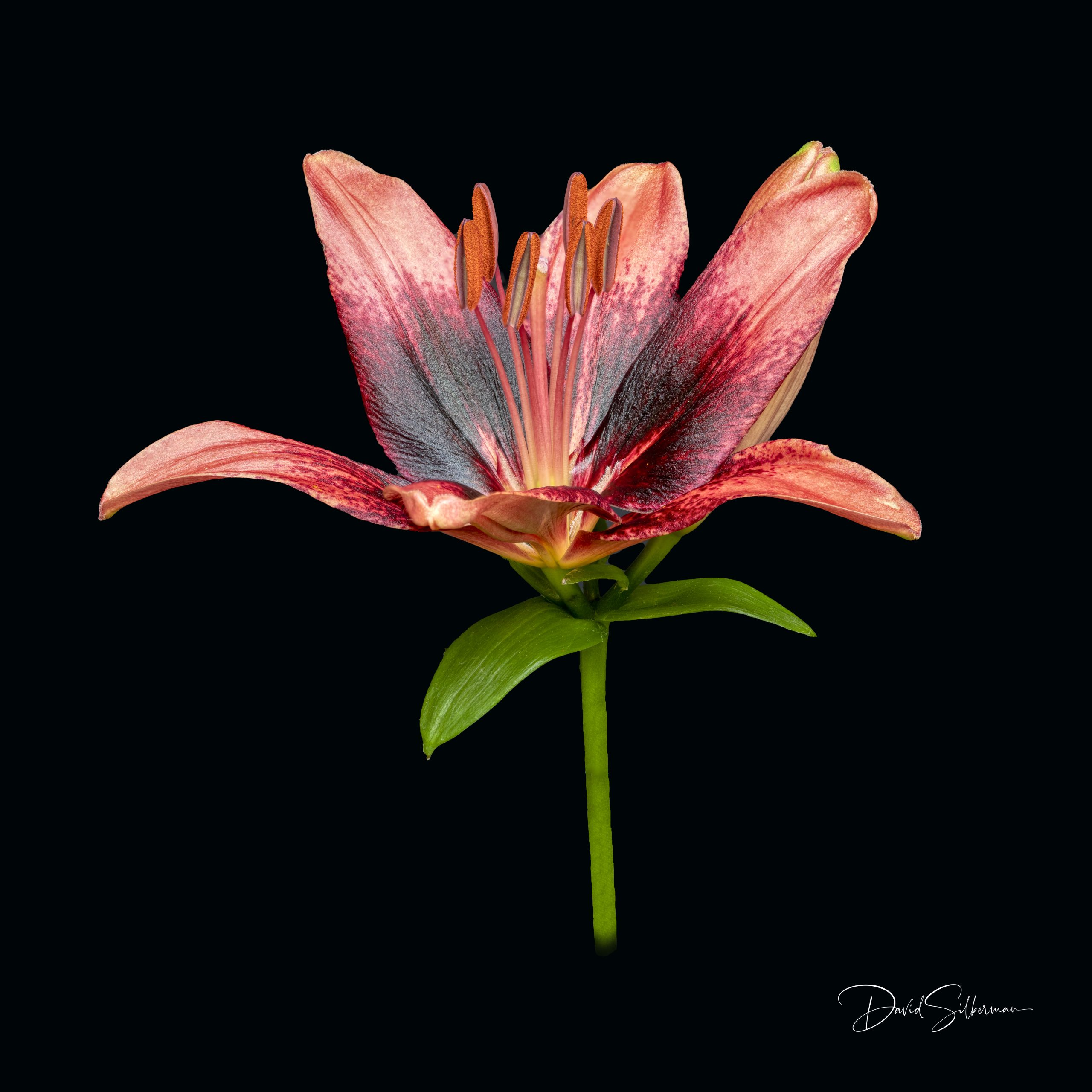 Asiatic Lily