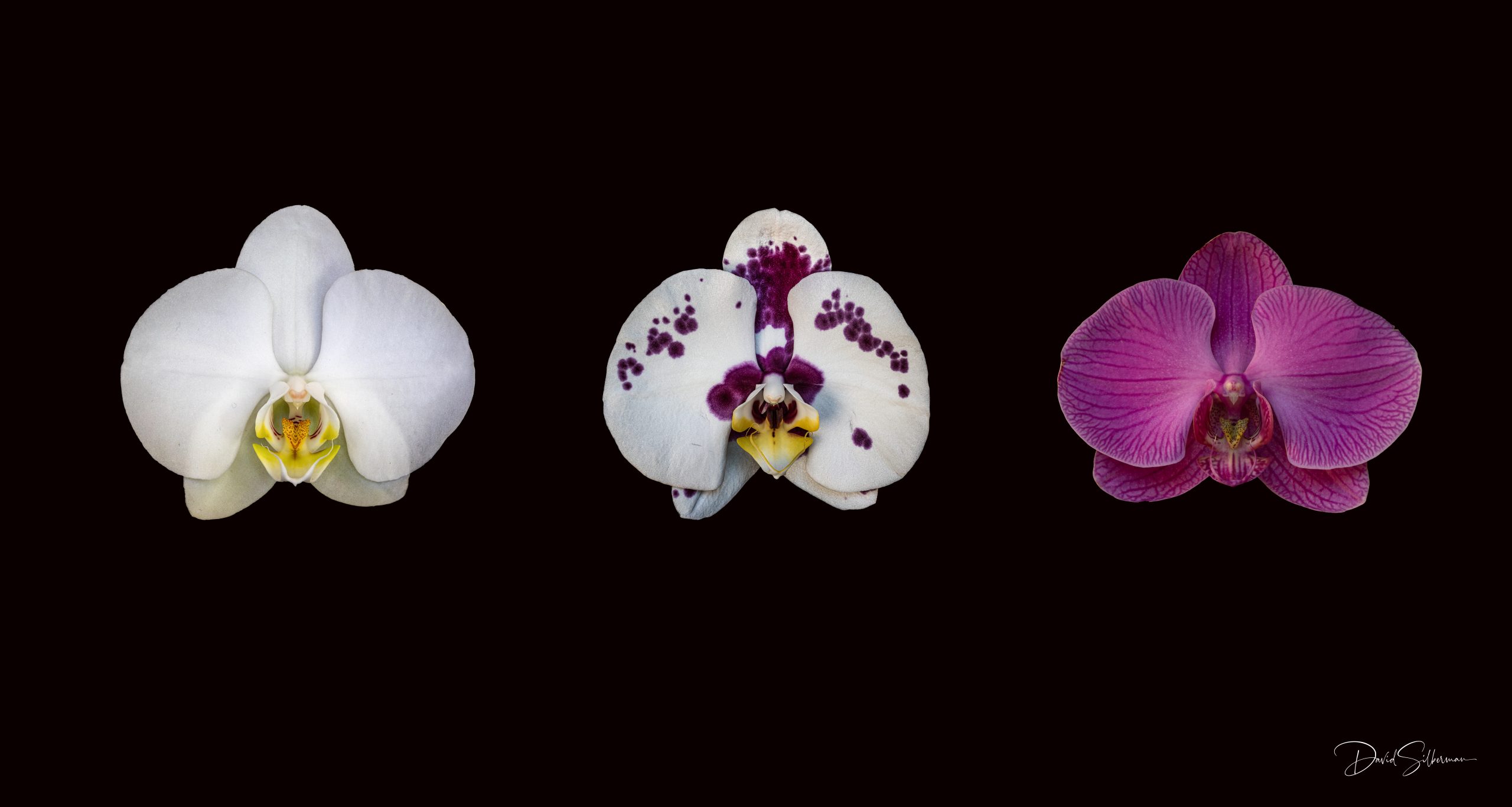 Orchid Trio