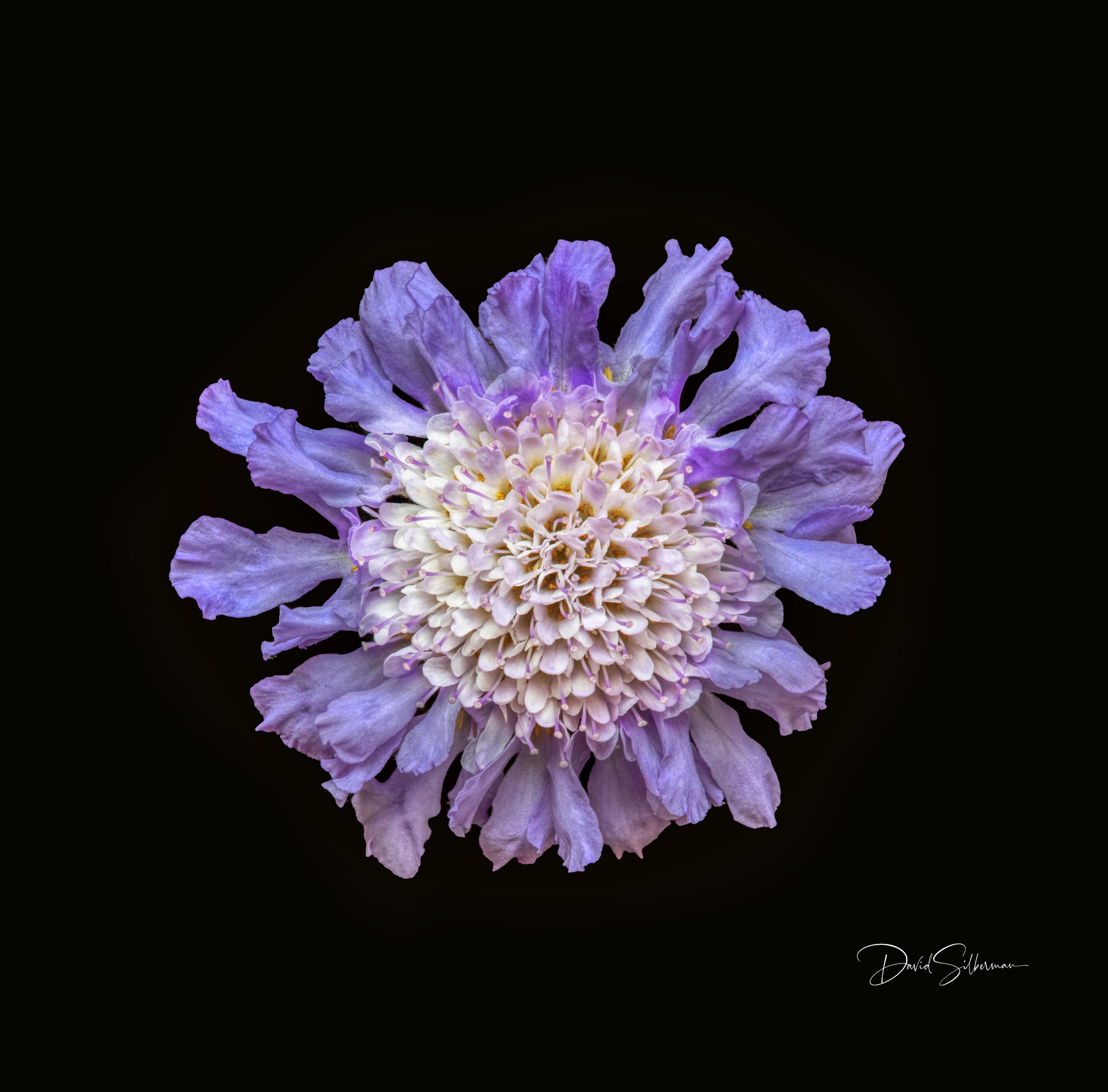 Butterfly Blue Pincushion