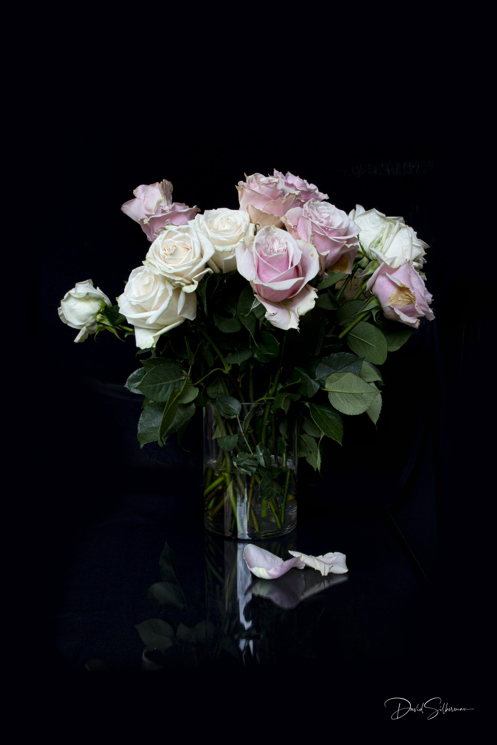 Rose Still Life