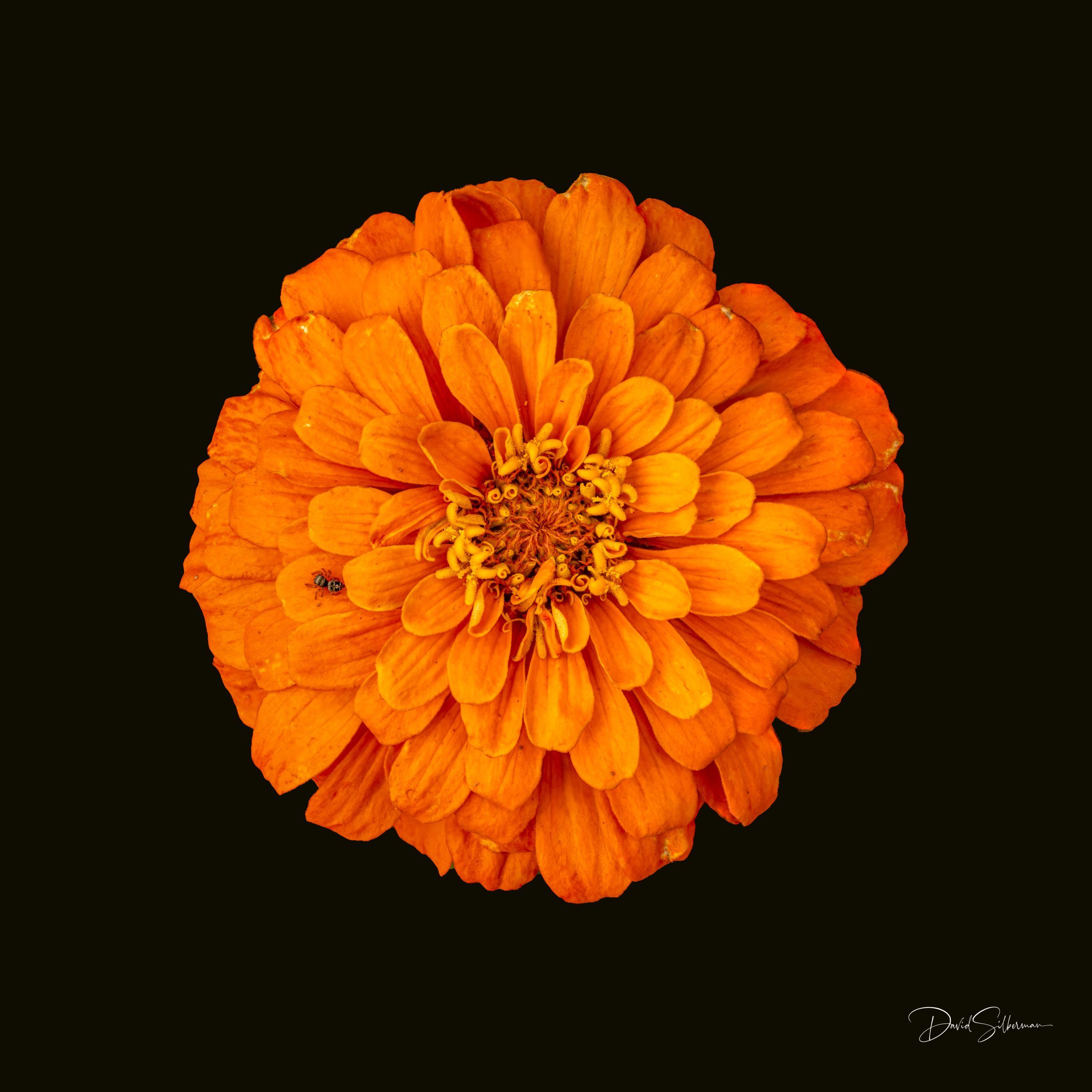 Orange Zinnia