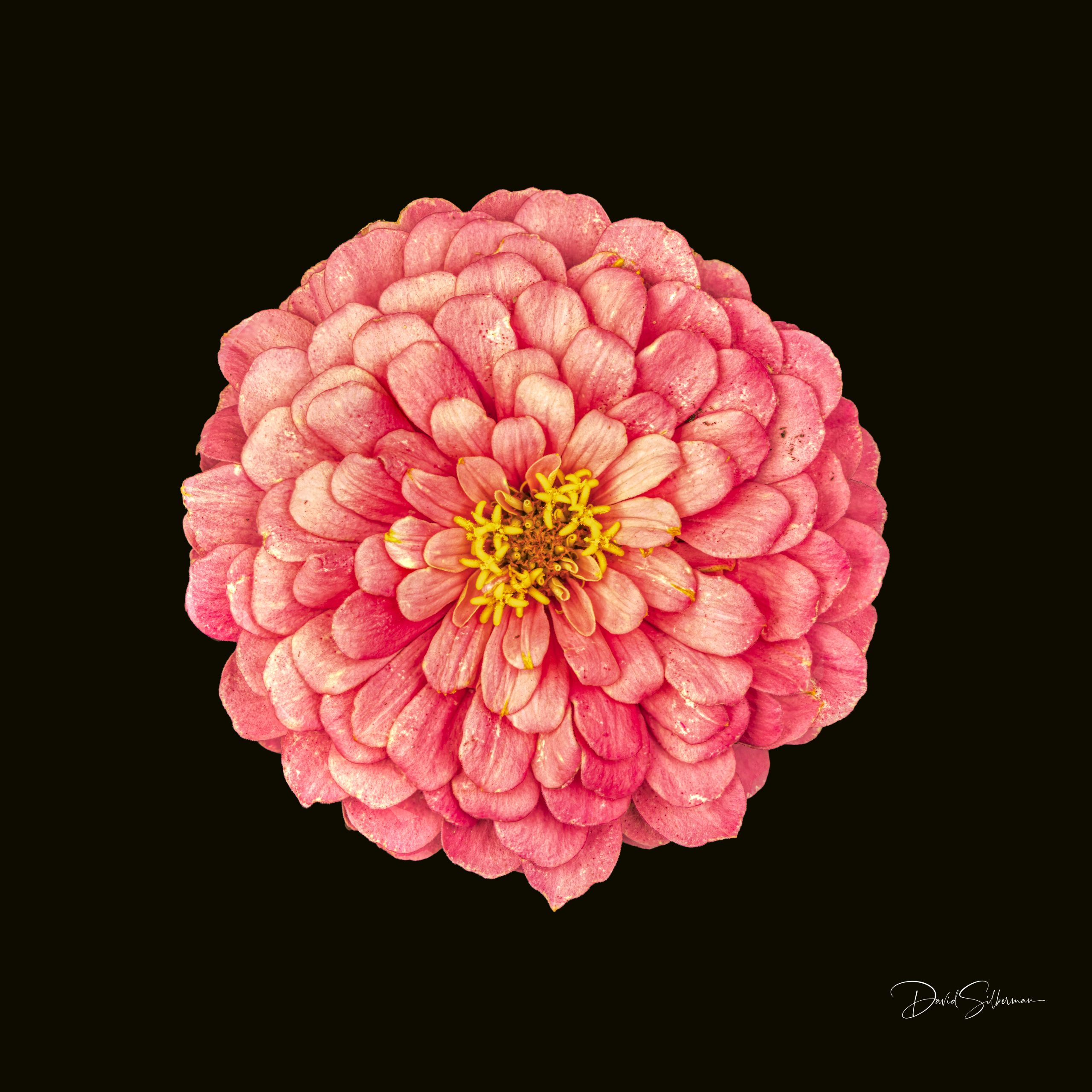 Pink Zinnia