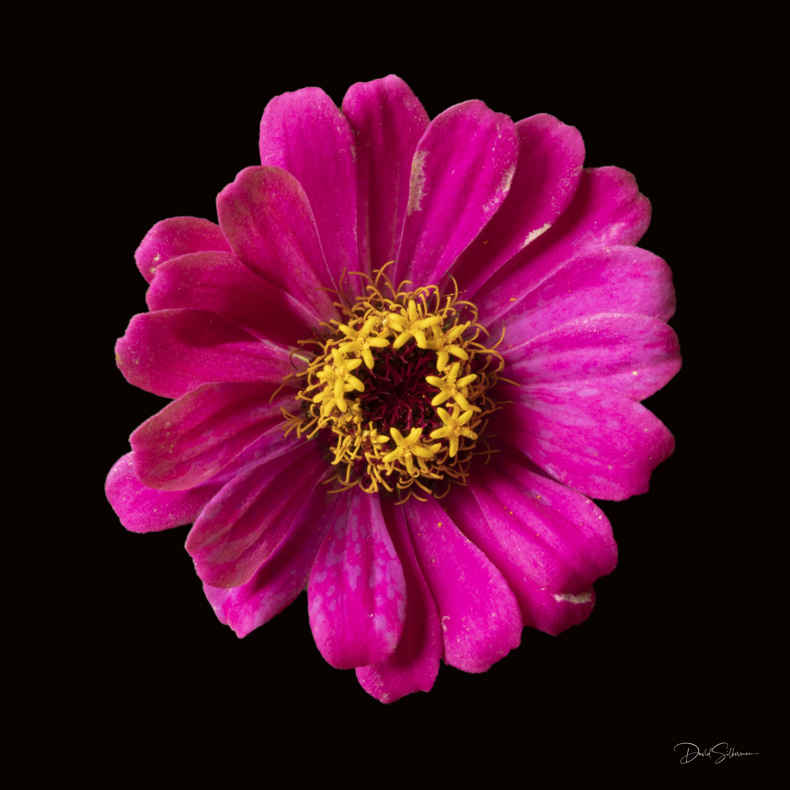 Red Zinnia